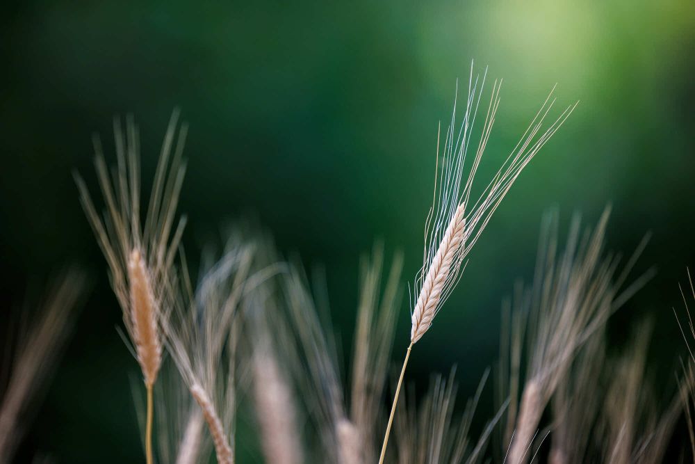 04 Rang 116 Stettler Urs